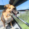 Bigola - Femmina - 7 anni (nata a Dicembre 2017) - Meticcio - Taglia: Grande - Carattere: dolce, equilibrata, socievole - Affinità: Persone, Cani (no gatti) Foto 6